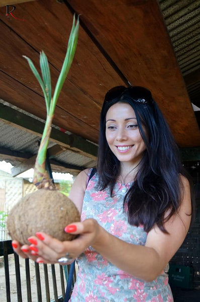 Baby coconut growing from coconut, Philippines