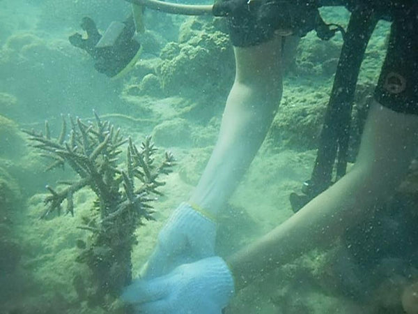 Coral & giant clam conservation