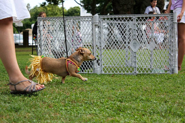 Yappy Hour shelter benefit