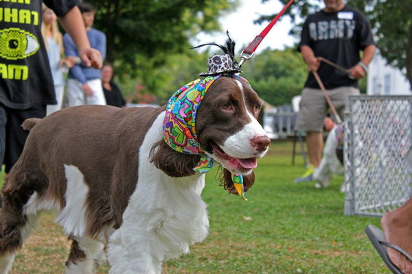 Yappy Hour shelter benefit