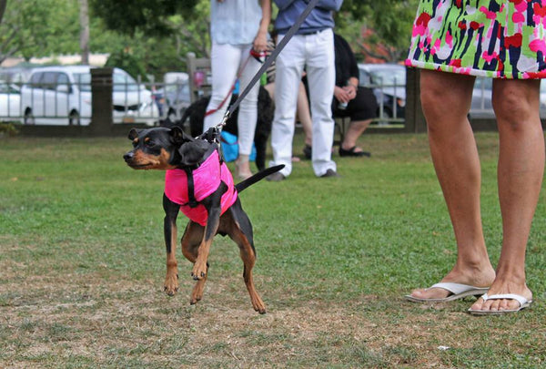 Yappy Hour shelter benefit