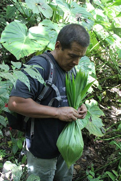 Amazon, Ecuador