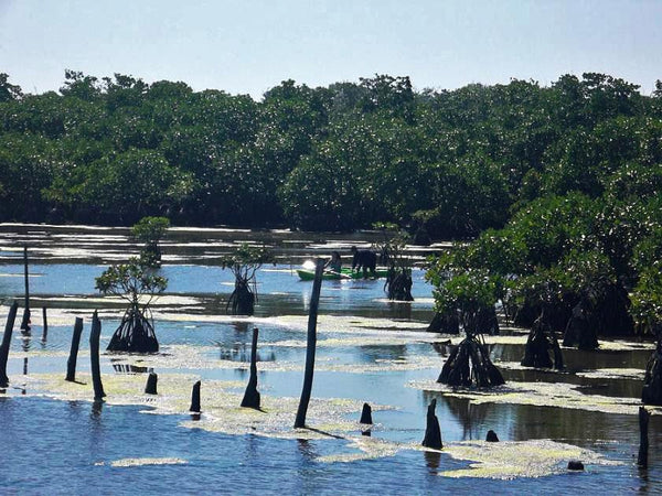 Bangrin Marine Protected Area