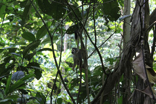 Rachel Grant in the Amazon, Ecuador