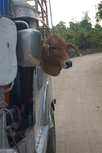 Cattle in the Philippines
