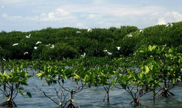 Bangrin Marine Protected Area