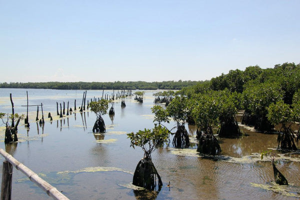 Bangrin Marine Protected Area