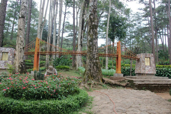 Tree Planting, Baguio