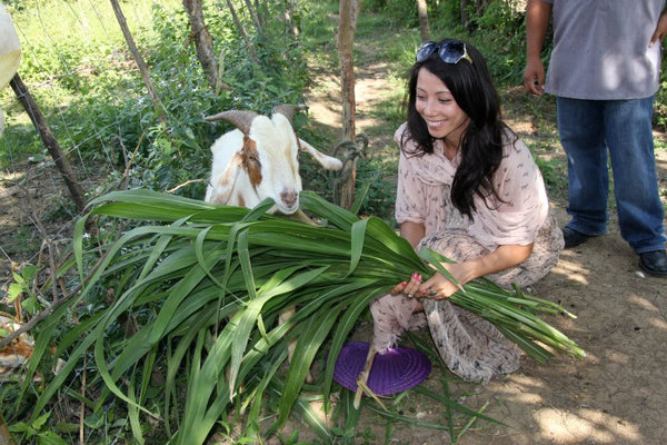 Organic farm & training