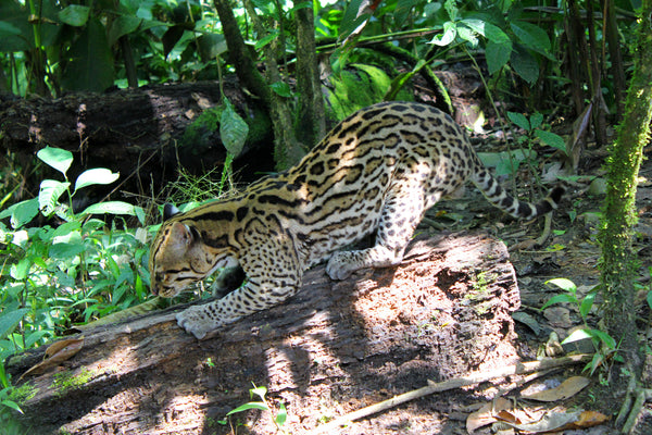 Amazon, Ecuador