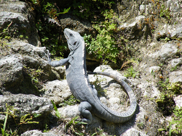 Belize