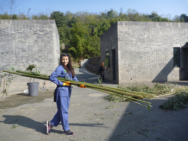 Panda Volunteering