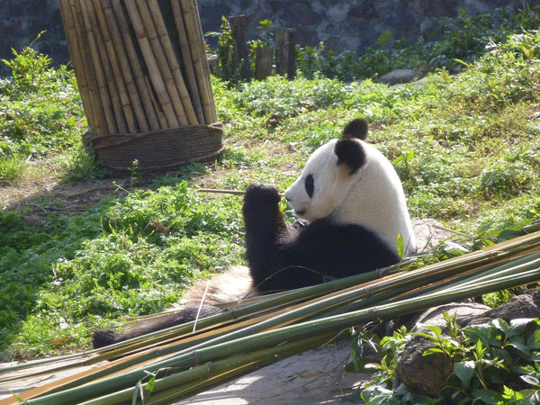 Panda Volunteering