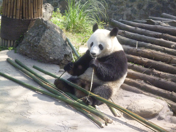 Panda Volunteering