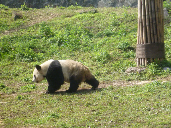 Panda Volunteering