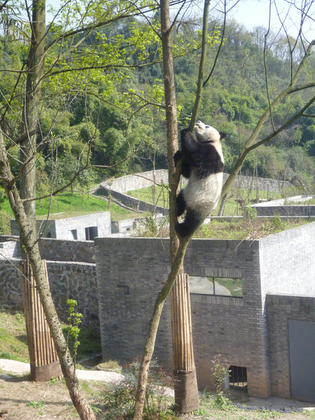 Panda Volunteering