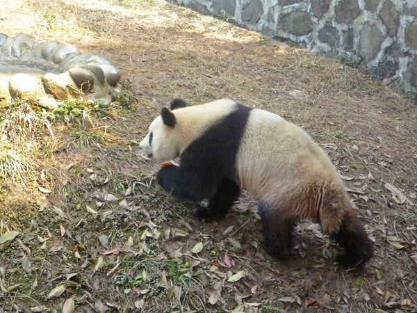 Panda Volunteering