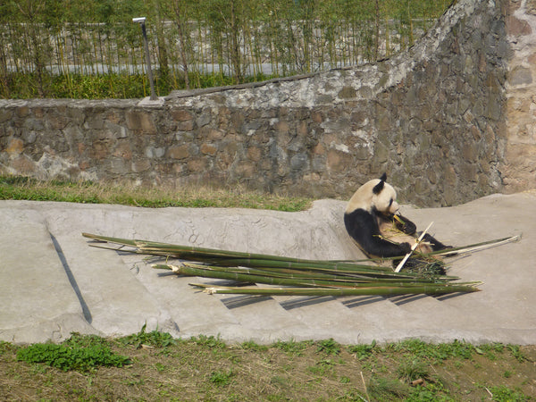 Panda Volunteering