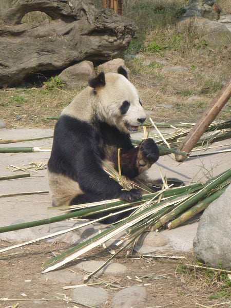 Panda Volunteering