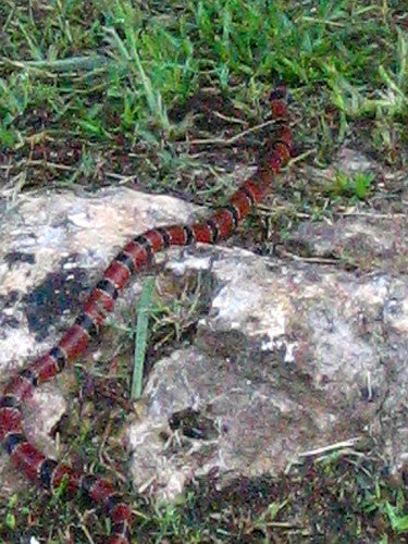 Belize