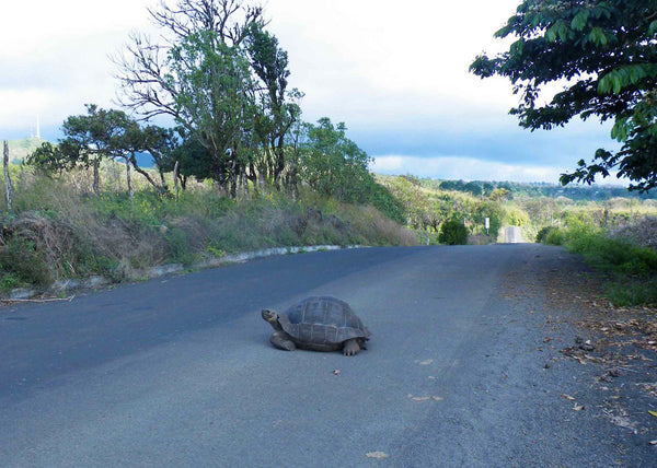 Galapagos Islands